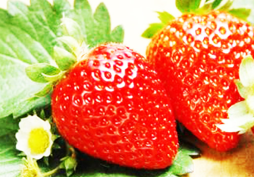 食用新鲜草莓